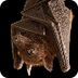 Bat Myths Busted