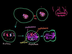 4 - Mitosis División celular