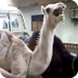 camel Laughing - YouTube