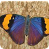  Butterflies ID Guide | Bu