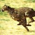 Puzzle Page - Animal jigsaws -