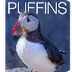 Puffin Cam - Live video of wil