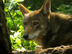 Red Wolf Recovery Program