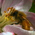 Isn\'t It Funny How Bees 