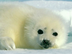 Harp Seals - Animal Adaptation