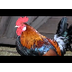 Chicken Videos for Children - 