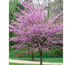 Ãrbol Duraznillo | Vivero Mon