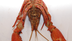 Dissection 101 | Crayfish 1
