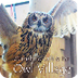 Owl Cafe Owl Village