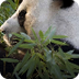 Panda Cam - Zoo Atla