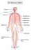  nervous system diagram 