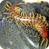 All About Centipedes  Millipe