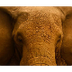 Elephants | WWF