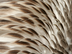 How Feathers Insulate | BirdNo