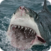 Top Ten Shark Attack Facts. - 