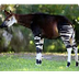 Okapi (Okapia Johnstoni) - Ani