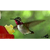 Hummingbirds - YouTube HD - Yo