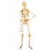 Skeletal Facts & Function