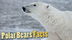 Polar Bears Facts For Kids - A