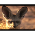 Meet the Bat-Eared Fox - YouTu