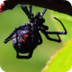 Black Widow Spider for Kids: L