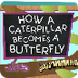 How a Caterpillar Becomes a Bu