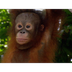 Kalimantan's Orangutans