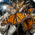 Monarch Butterflies Migrate 3,