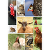  Collage dieren (ZG)