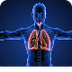 Sistema Respiratorio y Partes 