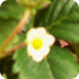 Cornell Garden-Based Learning