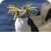PenguinWorld's Home Page