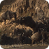 Wildebeest Migration | Nation