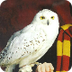OWL: MLA