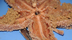 Dissection 101 | Sea Star 2