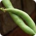 How Tall Does a Bean Plant Gro