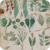 Voynich Manuscript 1