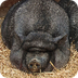 Pot-bellied pig - Wikipedia