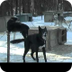 Feeding Sled Dogs - YouTube