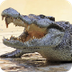 Krokodil in Australia - YouTub