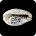 British Museum - Cowrie shells