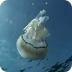 Las medusas, animales con mala