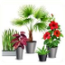 Plantas  y  flores: Botánica