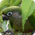 parrot video