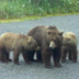 Live Bear Cam in Alaska - Rive