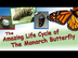 Life Cycle of the Monarch