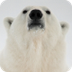 Why Are Polar Bears White? | W