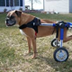 Dog Wheelchair – An Ultimate G