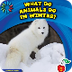 What do animals do in winter?