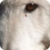 Arctic Wolf (Canus Lupus Arcti